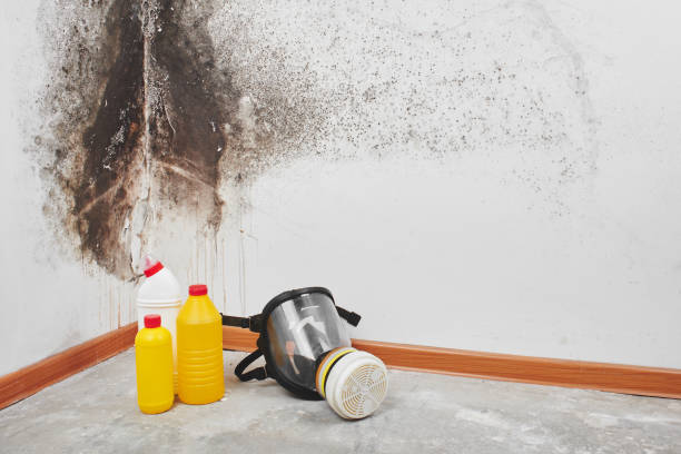 Best Emergency Mold Remediation in Kaibito, AZ