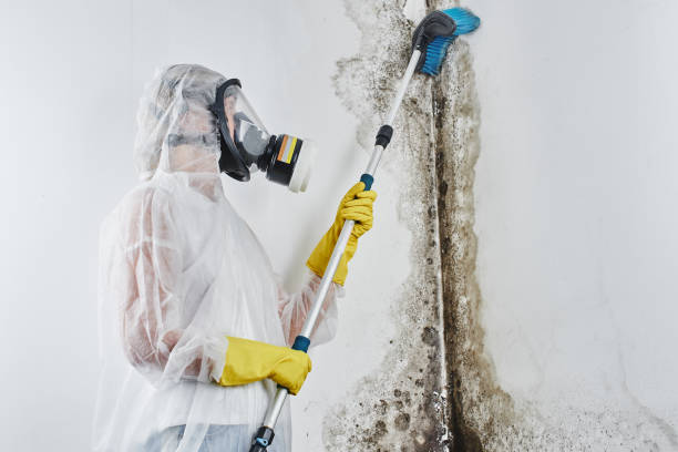 Best Post-Flood Mold Remediation in Kaibito, AZ