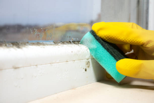 Best Mold Remediation for Schools in Kaibito, AZ